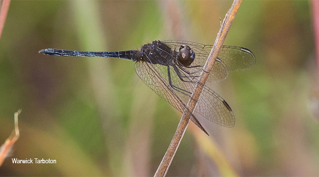 Dragonfly, Diplacodes pumila